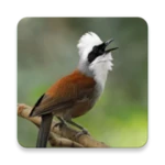 Logo of White-crested laughingthrush Sounds android Application 