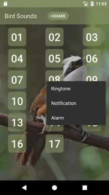 White-crested laughingthrush Sounds android App screenshot 2