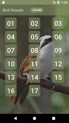 White-crested laughingthrush Sounds android App screenshot 3